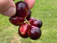 Load image into Gallery viewer, Puspita Nursery Original Brazilian grape Jaboticaba Plant Rare & Unique Red Color Grafted Fruit Plant