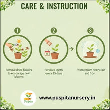 Load image into Gallery viewer, Puspita Nursery French Marigold Red Flower Seeds – Bright Red Blooms for Home Garden, Terrace, Balcony & Pots | Easy to Grow Annual Flower | High Germination Rate