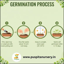 Load image into Gallery viewer, Puspita Nursery French Marigold Red Flower Seeds – Bright Red Blooms for Home Garden, Terrace, Balcony & Pots | Easy to Grow Annual Flower | High Germination Rate