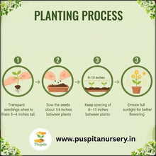 Load image into Gallery viewer, Puspita Nursery French Marigold Red Flower Seeds – Bright Red Blooms for Home Garden, Terrace, Balcony & Pots | Easy to Grow Annual Flower | High Germination Rate