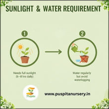 Load image into Gallery viewer, Puspita Nursery French Marigold Red Flower Seeds – Bright Red Blooms for Home Garden, Terrace, Balcony & Pots | Easy to Grow Annual Flower | High Germination Rate