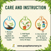 Load image into Gallery viewer, Puspita Nursery Red Royal Papaya Seeds (50 Seeds) – High Yield Hybrid Variety | Sweet & Juicy Tropical Fruit | Fast Germination | Ideal for Home & Farm Cultivation | Easy to Grow & Maintain