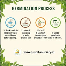 Load image into Gallery viewer, Puspita Nursery Red Royal Papaya Seeds (50 Seeds) – High Yield Hybrid Variety | Sweet & Juicy Tropical Fruit | Fast Germination | Ideal for Home & Farm Cultivation | Easy to Grow & Maintain