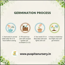 Load image into Gallery viewer, Puspita Nursery Red Cabbage Seeds – 20 Premium Quality Vegetable Seeds | High Yield, Fast Germination & Nutrient-Rich Variety | Ideal for Home Garden, Terrace Farming & Organic Cultivation