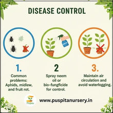 Load image into Gallery viewer, Puspita Nursery Round Priya Lou Seeds (10gm Pack) – High Yield Hybrid Round Bottle Gourd Variety | Fast Germination | Tender & Tasty Fruits | Ideal for Home Garden and Farm Cultivation