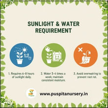 Load image into Gallery viewer, Puspita Nursery Round Priya Lou Seeds (10gm Pack) – High Yield Hybrid Round Bottle Gourd Variety | Fast Germination | Tender & Tasty Fruits | Ideal for Home Garden and Farm Cultivation