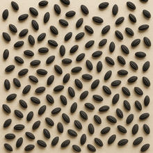 Load image into Gallery viewer, Salvia Red Flower Seeds – Vibrant Annual Blooms, Easy to Grow, Perfect for Garden Borders, Pots & Pollinator Attraction