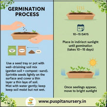 Load image into Gallery viewer, Puspita Nursery Salvia Red Seeds – Bright Scarlet Red Flower Seeds | Long Blooming & Easy to Grow | Ideal for Pots, Borders & Home Garden | Perfect Winter Flowering Variety