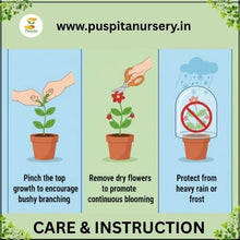 Load image into Gallery viewer, Puspita Nursery Salvia Red Seeds – Bright Scarlet Red Flower Seeds | Long Blooming & Easy to Grow | Ideal for Pots, Borders & Home Garden | Perfect Winter Flowering Variety