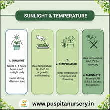 Load image into Gallery viewer, Puspita Nursery Strawberry Seeds – 2 gm | High-Yield Sweet Red Strawberry Variety | Suitable for Home Garden & Terrace Pots | Fast Germination & Easy to Grow | Organic Fruit Seeds for All Seasons