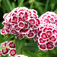 Load image into Gallery viewer, Puspita Nursery Sweet William Flower Seeds – Premium Quality Colorful Blooms | Easy to Grow Garden Seeds for Pots, Terrace, Balcony & Outdoor Gardening