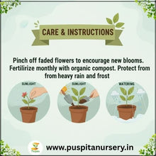 Load image into Gallery viewer, Puspita Nursery Sweet William Flower Seeds – Premium Quality Colorful Blooms | Easy to Grow Garden Seeds for Pots, Terrace, Balcony & Outdoor Gardening