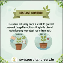 Load image into Gallery viewer, Puspita Nursery Sweet William Flower Seeds – Premium Quality Colorful Blooms | Easy to Grow Garden Seeds for Pots, Terrace, Balcony & Outdoor Gardening