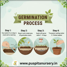 Load image into Gallery viewer, Puspita Nursery Sweet William Flower Seeds – Premium Quality Colorful Blooms | Easy to Grow Garden Seeds for Pots, Terrace, Balcony & Outdoor Gardening