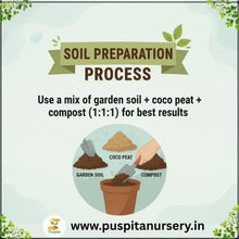 Load image into Gallery viewer, Puspita Nursery Sweet William Flower Seeds – Premium Quality Colorful Blooms | Easy to Grow Garden Seeds for Pots, Terrace, Balcony & Outdoor Gardening