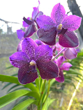 Load image into Gallery viewer, Puspita Nursery “Vanda Orchid – Vibrant Blooms and Exotic Elegance for Your Home Garden”