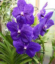 Load image into Gallery viewer, Puspita Nursery “Vanda Orchid – Vibrant Blooms and Exotic Elegance for Your Home Garden”