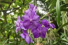 Load image into Gallery viewer, Puspita Nursery “Vanda Orchid – Vibrant Blooms and Exotic Elegance for Your Home Garden”