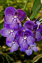 Load image into Gallery viewer, Puspita Nursery “Vanda Orchid – Vibrant Blooms and Exotic Elegance for Your Home Garden”
