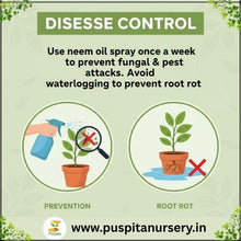 Load image into Gallery viewer, Puspita Nursery Verbena Flower Seeds – Premium Quality Multicolor Blooms | Easy to Grow Winter Flower Seeds for Pots, Balcony & Outdoor Garden