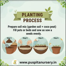 Load image into Gallery viewer, Puspita Nursery Verbena Flower Seeds – Premium Quality Multicolor Blooms | Easy to Grow Winter Flower Seeds for Pots, Balcony & Outdoor Garden