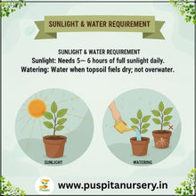 Load image into Gallery viewer, Puspita Nursery Verbena Flower Seeds – Premium Quality Multicolor Blooms | Easy to Grow Winter Flower Seeds for Pots, Balcony & Outdoor Garden