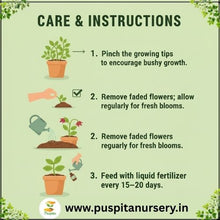 Load image into Gallery viewer, Puspita Nursery Vinca F1 Mixed Seeds – Premium Hybrid Periwinkle Variety Seed