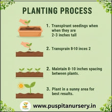 Load image into Gallery viewer, Puspita Nursery Vinca F1 Mixed Seeds – Premium Hybrid Periwinkle Variety Seed