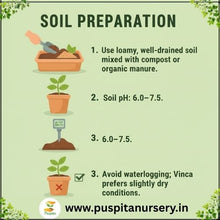 Load image into Gallery viewer, Puspita Nursery Vinca F1 Mixed Seeds – Premium Hybrid Periwinkle Variety Seed