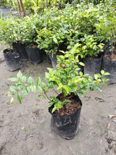 Load image into Gallery viewer, Puspita Nursery Original Brazilian grape Jaboticaba Plant Rare & Unique Red Color Grafted Fruit Plant