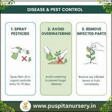 Load image into Gallery viewer, Puspita Nursery Egg Begun White Seeds – 10 gm | High-Yield White Brinjal Variety | Suitable for Home Garden & Terrace Pots | Fast Germination & Disease Resistant | Organic Vegetable Seeds for All Seasons