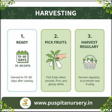 Load image into Gallery viewer, Puspita Nursery Egg Begun White Seeds – 10 gm | High-Yield White Brinjal Variety | Suitable for Home Garden & Terrace Pots | Fast Germination & Disease Resistant | Organic Vegetable Seeds for All Seasons