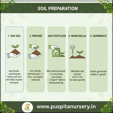 Load image into Gallery viewer, Puspita Nursery Egg Begun White Seeds – 10 gm | High-Yield White Brinjal Variety | Suitable for Home Garden & Terrace Pots | Fast Germination & Disease Resistant | Organic Vegetable Seeds for All Seasons