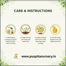 Load image into Gallery viewer, Puspita Nursery Yellow Capsicum Seeds (10gm) – Premium Hybrid Bell Pepper Seeds | High Germination | Sweet Yellow Pepper for Home Garden, Terrace Garden & Organic Farming | Disease Resistant & Easy to Grow