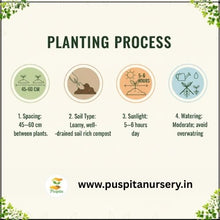 Load image into Gallery viewer, Puspita Nursery Yellow Capsicum Seeds (10gm) – Premium Hybrid Bell Pepper Seeds | High Germination | Sweet Yellow Pepper for Home Garden, Terrace Garden & Organic Farming | Disease Resistant & Easy to Grow