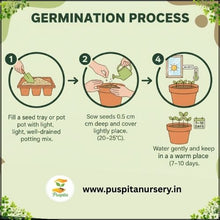 Load image into Gallery viewer, Puspita Nursery Inca Yellow Marigold Seeds – Premium Hybrid Variety | Big Blooming Golden Yellow Flowers | Ideal for Garden, Pots & Landscaping | High Germination Quality Seeds