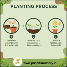 Load image into Gallery viewer, Puspita Nursery Lupins Mixed Seeds – Premium Multi-Color Flower Seeds | Tall Spikes of Vibrant Blooms | Ideal for Pots, Borders & Home Garden | Easy to Grow Winter Flowering Variety