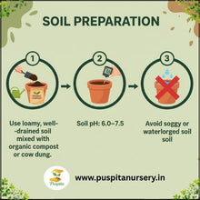 Load image into Gallery viewer, Puspita Nursery Inca Yellow Marigold Seeds – Premium Hybrid Variety | Big Blooming Golden Yellow Flowers | Ideal for Garden, Pots & Landscaping | High Germination Quality Seeds