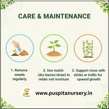 Load image into Gallery viewer, Puspita Nursery Yellow Squash Seeds – High Yield Hybrid Variety | Fast Germination & Early Harvest | Suitable for Home Garden & Farm | Disease Resistant | Organic Vegetable Seeds for All Seasons