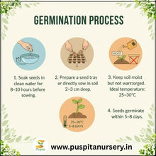 Load image into Gallery viewer, Puspita Nursery Yellow Squash Seeds – High Yield Hybrid Variety | Fast Germination & Early Harvest | Suitable for Home Garden & Farm | Disease Resistant | Organic Vegetable Seeds for All Seasons