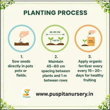 Load image into Gallery viewer, Puspita Nursery Yellow Squash Seeds – High Yield Hybrid Variety | Fast Germination & Early Harvest | Suitable for Home Garden & Farm | Disease Resistant | Organic Vegetable Seeds for All Seasons