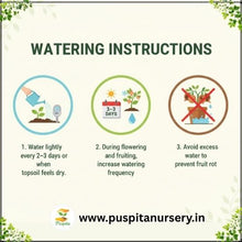 Load image into Gallery viewer, Puspita Nursery Yellow Squash Seeds – High Yield Hybrid Variety | Fast Germination & Early Harvest | Suitable for Home Garden & Farm | Disease Resistant | Organic Vegetable Seeds for All Seasons