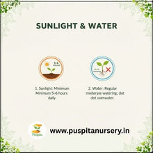 Load image into Gallery viewer, Puspita Nursery Yellow Capsicum Seeds (10gm) – Premium Hybrid Bell Pepper Seeds | High Germination | Sweet Yellow Pepper for Home Garden, Terrace Garden & Organic Farming | Disease Resistant & Easy to Grow