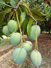 Load image into Gallery viewer, Puspita Nursery Himsagar Mango Plant Sweetest Mango Fruit King of Mango