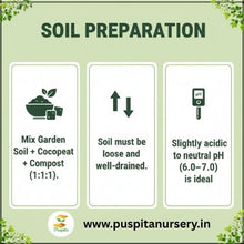 Load image into Gallery viewer, Puspita Nursery Zinnia Double Flower Seeds – Bright & Long Blooming Summer Flower | Easy to Grow Annual Plant for Pots, Terrace & Garden | Multi-Color Variety | High Germination & Heat Tolerant Seeds