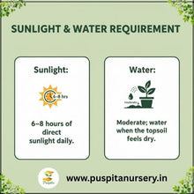 Load image into Gallery viewer, Puspita Nursery Zinnia Double Flower Seeds – Bright & Long Blooming Summer Flower | Easy to Grow Annual Plant for Pots, Terrace & Garden | Multi-Color Variety | High Germination & Heat Tolerant Seeds