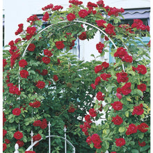 Load image into Gallery viewer, Puspita_Nursery Rare Climbing Rose Living Perennial Plant Pink Color Best for Your Loving Space