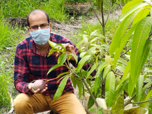 Load image into Gallery viewer, Japanese Miyazaki Mango Plant Egg of Sun Most Expensive Rare Variety Imported Plant