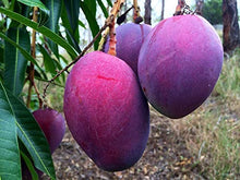 Load image into Gallery viewer, Rare Grafted Thai Purple Mango Living Plant Healthy & Fresh Most Expensive Variety Gives Fruit Round the Year