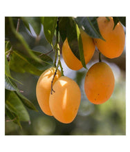 Load image into Gallery viewer, Puspita Nursery Alphonso Mango Plant – Premium Grafted Sapling for Home & Garden